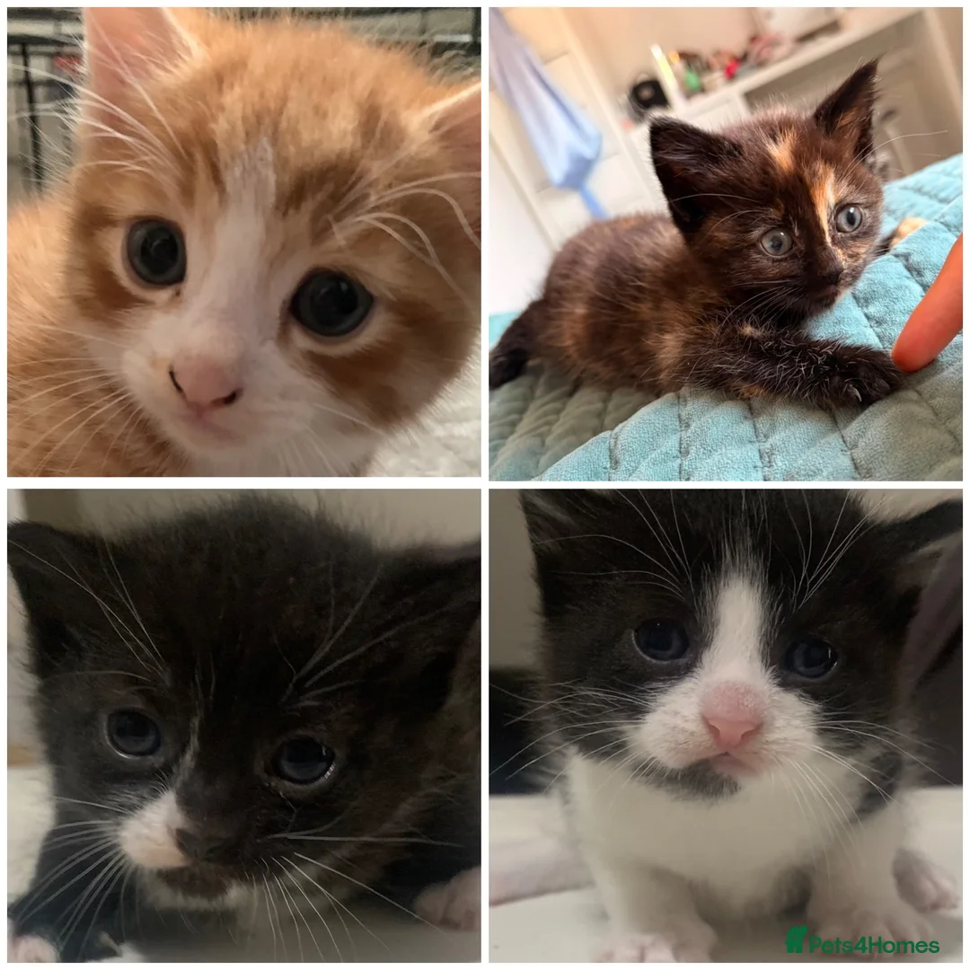Mixed Breed cats for sale: Playful & loving kittens looking for new homes ❤️ - Advert 1