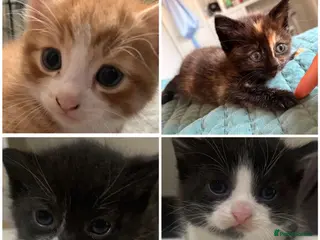 Mixed Breed cats Playful & loving kittens looking for new homes ❤️ - Advert 5