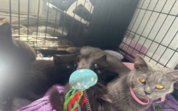 British Shorthair cats for sale: British blue crosses - Image 5