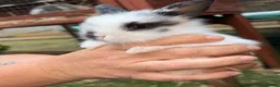 Mini Lop rabbits for sale: Beautiful plush lops  - Advert 5
