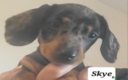 Miniature Dachshund dogs for sale: QUALITY MINIATURE DACHSHUND SMOOTH PUPS - Image 17