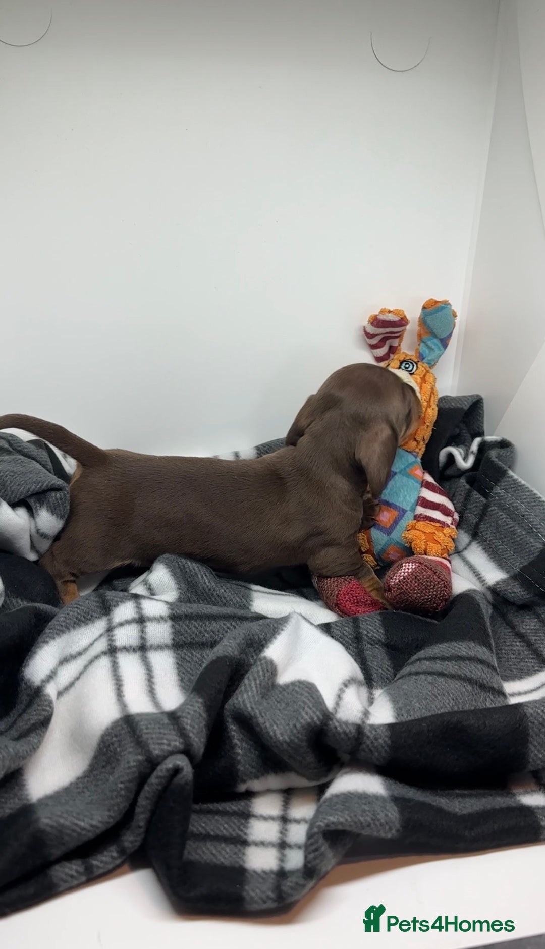 Miniature Dachshund dogs for sale: 3 Champion Line KC Miniature Dachshund Puppies  - Advert 14