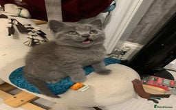 British Shorthair cats for sale: ONLY ONE FEMALE BRITISH SHORTHAIR LEFT - Image 16