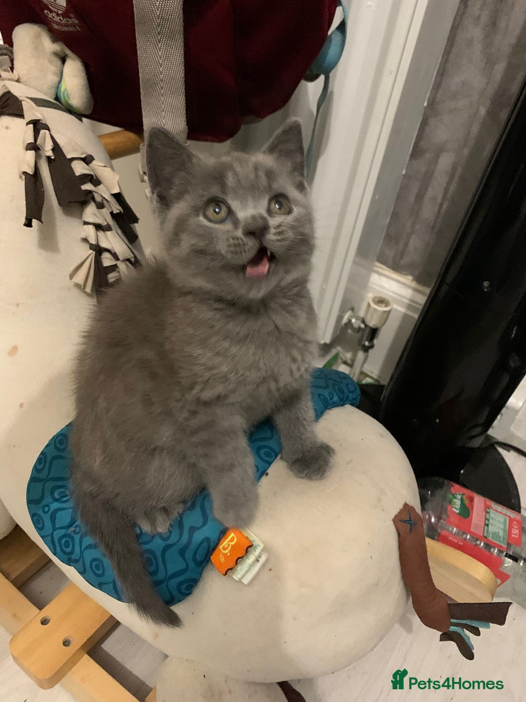 British Shorthair cats for sale: ONLY ONE FEMALE BRITISH SHORTHAIR LEFT - Image 16