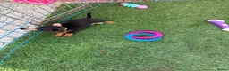 Chihuahua dogs for sale: Beautiful chihuahua puppies - Advert 17