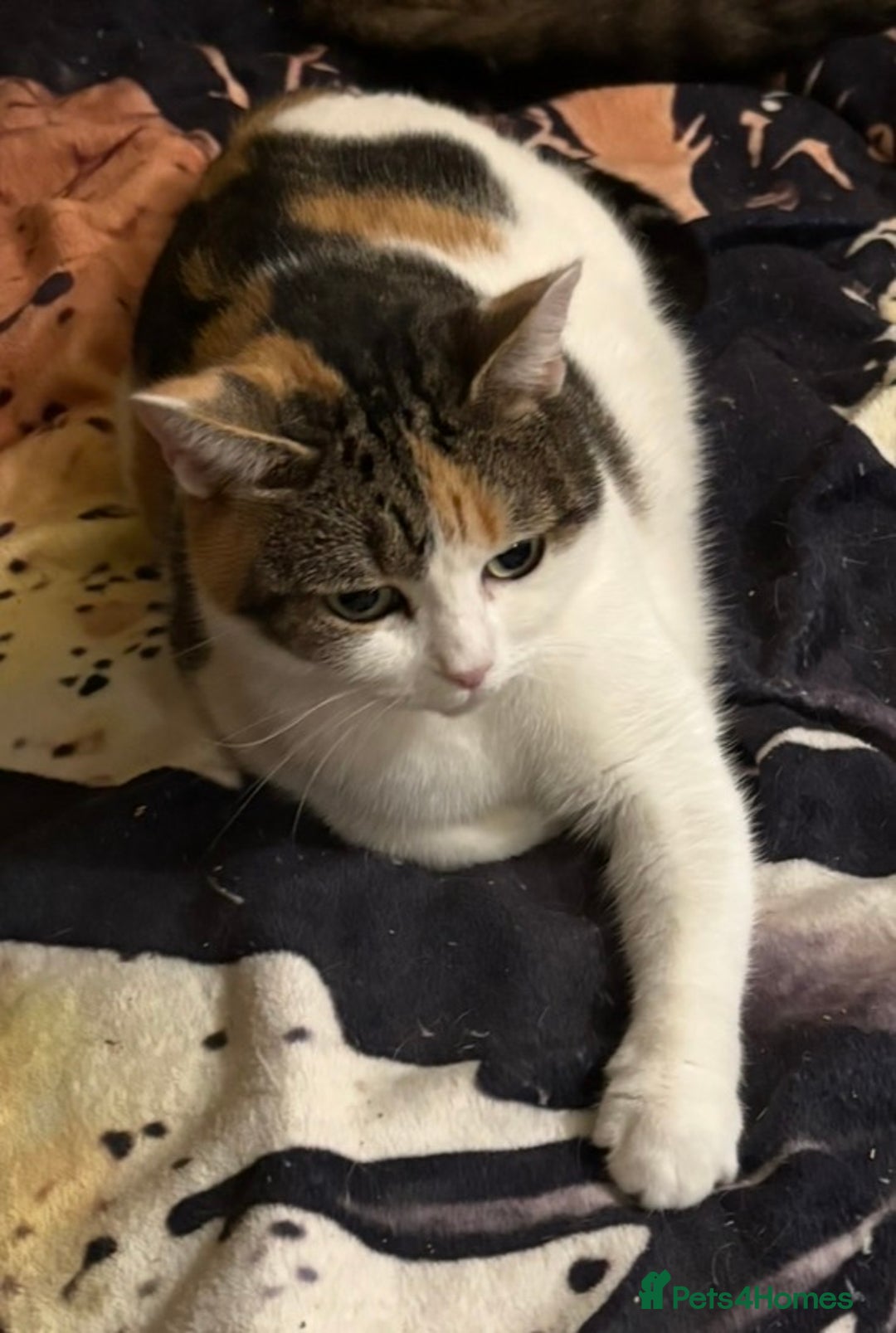Mixed Breed cats for adoption: Loving little lady, 5yrs old perfect companion - Advert 2