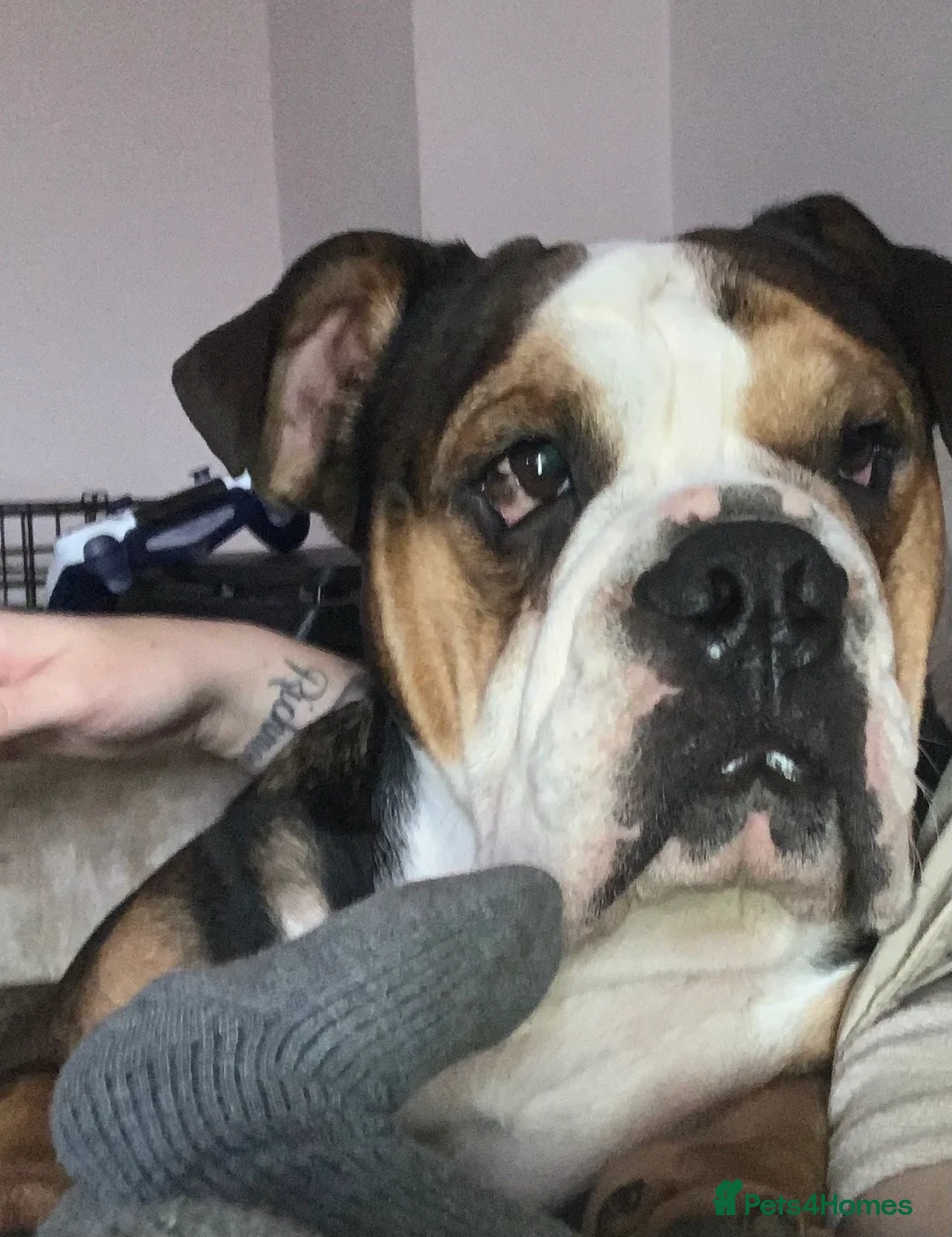 English Bulldog dogs for sale: English bulldog - Advert 3