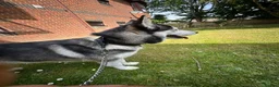 Siberian Husky dogs for sale: Blue the Siberian in Barnet - Advert 6