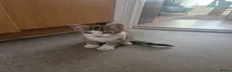 Mixed Breed cats for sale: 3 kittens for sale - Advert 4