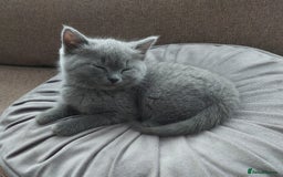 British Shorthair cats for sale: Starsky & Hutch ready for their forever home - Image 7