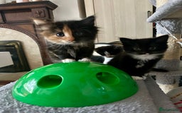 Mixed Breed cats for sale: 4 Beautiful Fluffy Kittens 3males & 1female 😻 - Image 6
