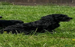 Cockapoo dogs for sale: 2 male Cockapoo puppies remaining - ready to leave in Beccles - Image 11