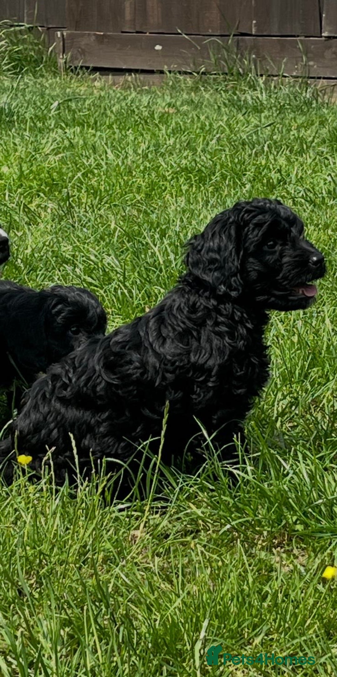 Cockapoo dogs for sale: 2 male Cockapoo puppies remaining - ready to leave in Beccles - Image 11