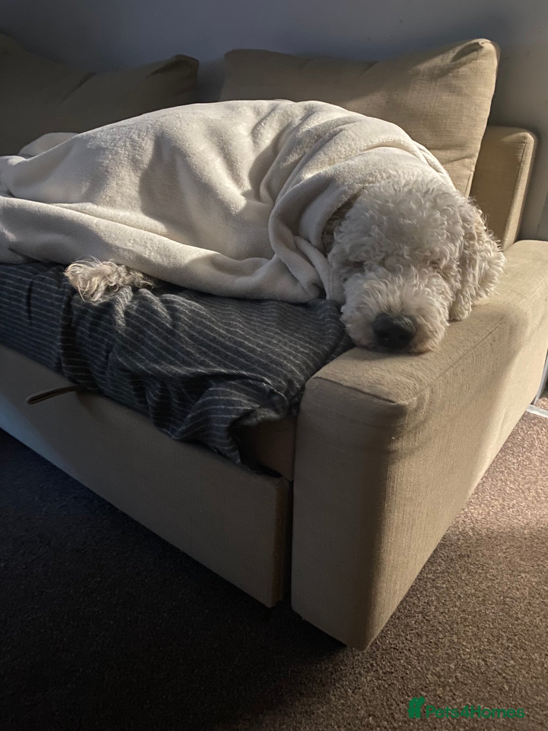 Goldendoodle dogs for stud: Standard multigenerational goldendoodle for stud - Advert 3