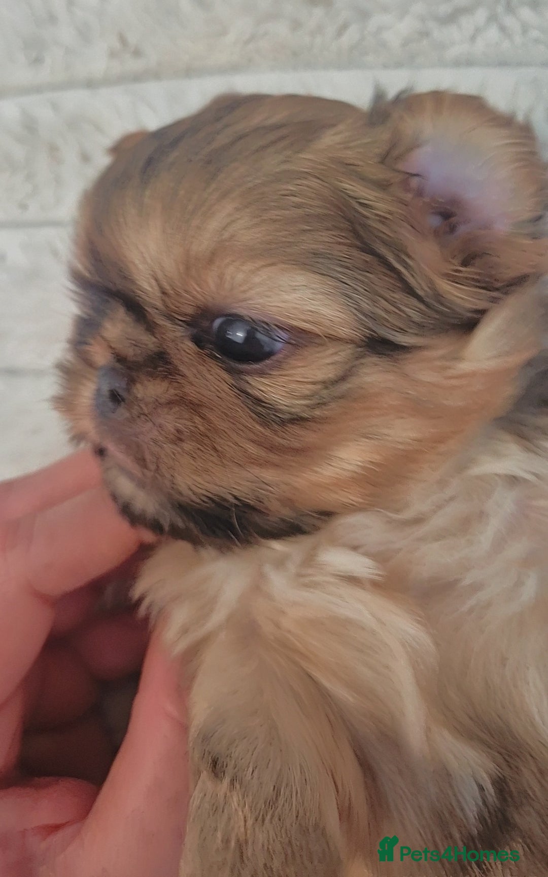 Shih Tzu dogs for sale: Imperial Shihtzu puppies - Image 4