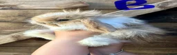 Mini Lop rabbits for sale: 💙🩷 Stunning Mini Lop Babies 🩷💙 - Advert 19