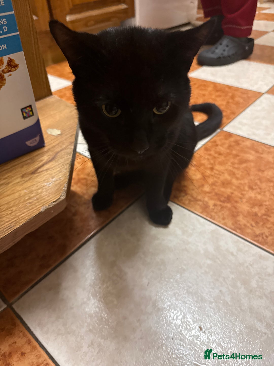 Mixed Breed cats for sale: Beautiful Black Cat for sale  - Advert 2