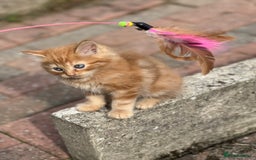 British Shorthair cats for sale:  8-Week-Old Kittens Ready for Loving Homes 🐾 - Image 11