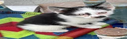 Mixed Breed cats for sale: KITTENS FOR SALE - Advert 14