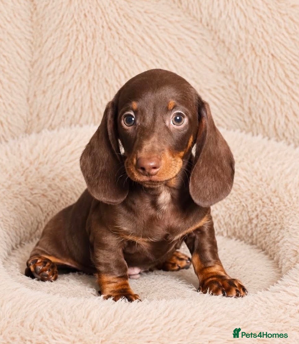 Dachshund dogs Gorgeous  miniature dachshund puppies  - Advert 8