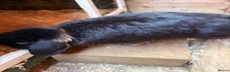Mini Lop rabbits for sale: Two male mini lop bunnies  - Advert 2