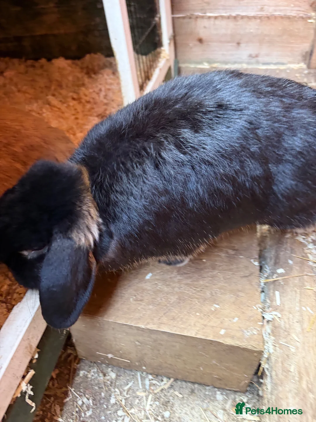 Mini Lop rabbits for sale: Two male mini lop bunnies  - Advert 2
