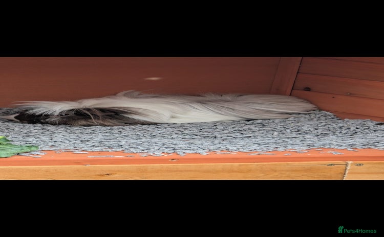 Guinea Pig rodents - Advert 1