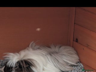 Guinea Pig rodents - Advert 5