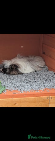 Guinea Pig rodents - Advert 1