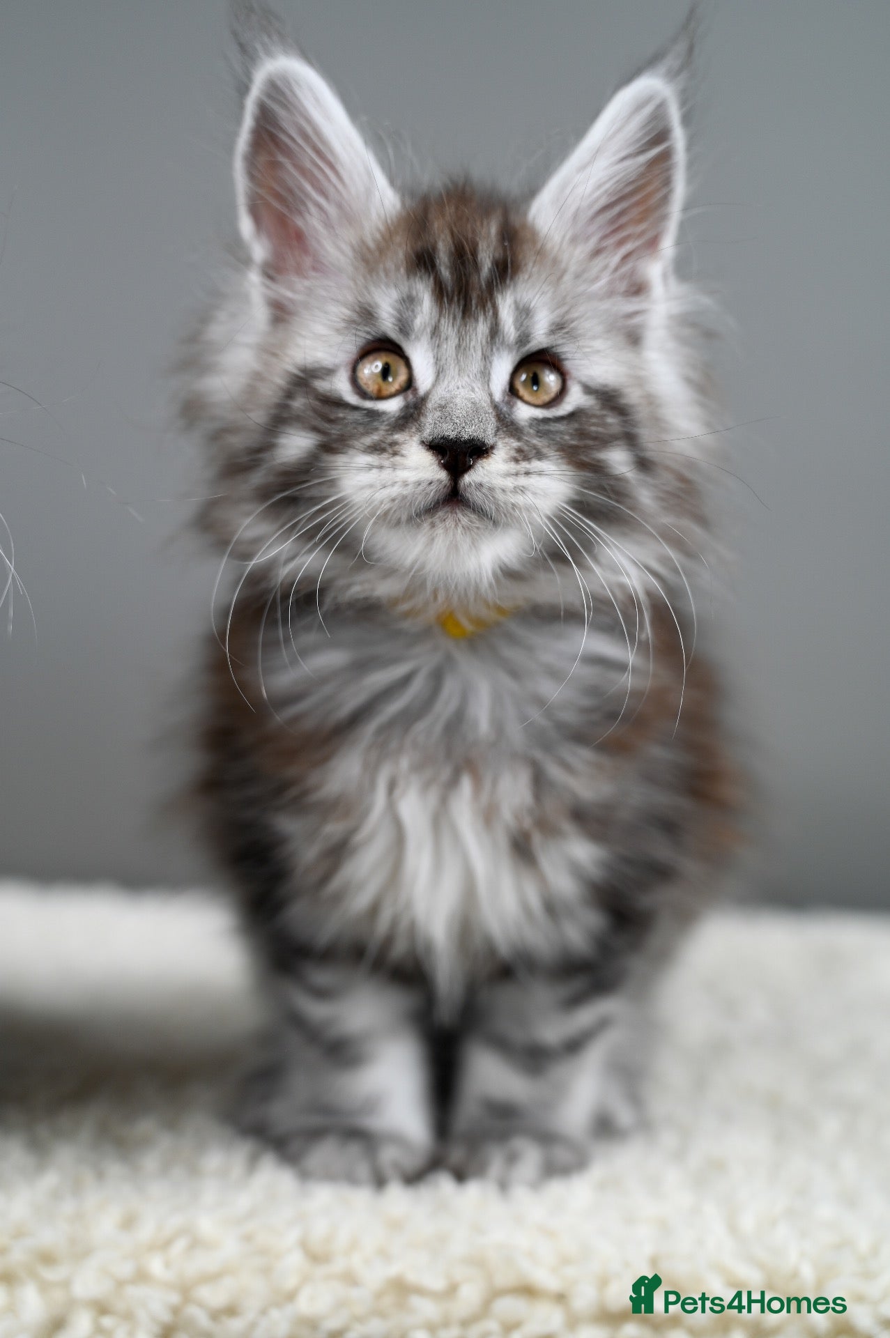 Maine Coon cats 🥇Expectional Kittens🧬 Russian Genetics-Tica Reg - Advert 1