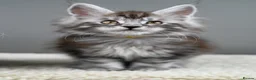Maine Coon cats for sale: Black Smoke undercoat kittens  - Advert 30