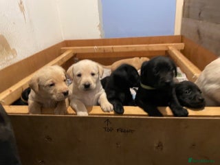 Labrador Retriever dogs - Advert 1