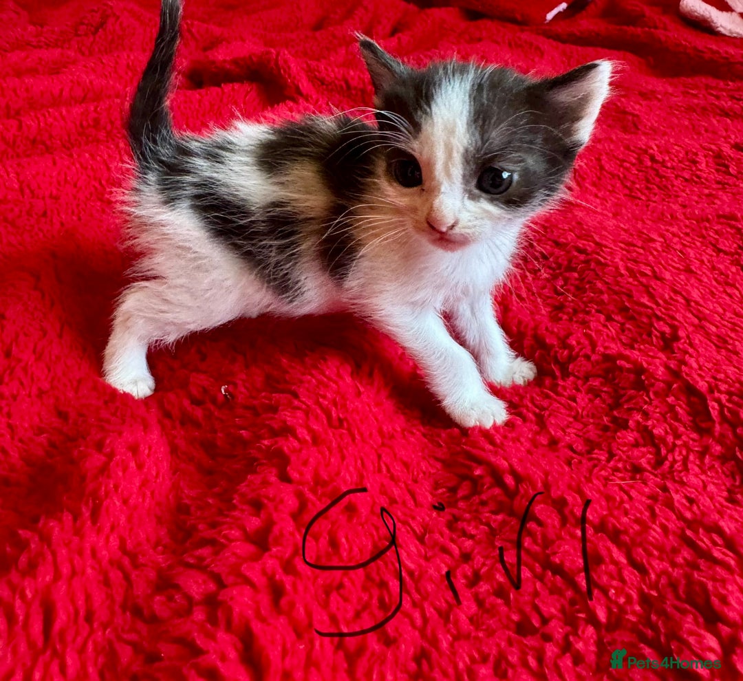 Mixed Breed cats for sale: kittens for sale  - Advert 6
