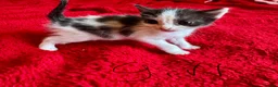 Mixed Breed cats for sale: kittens for sale  - Advert 6