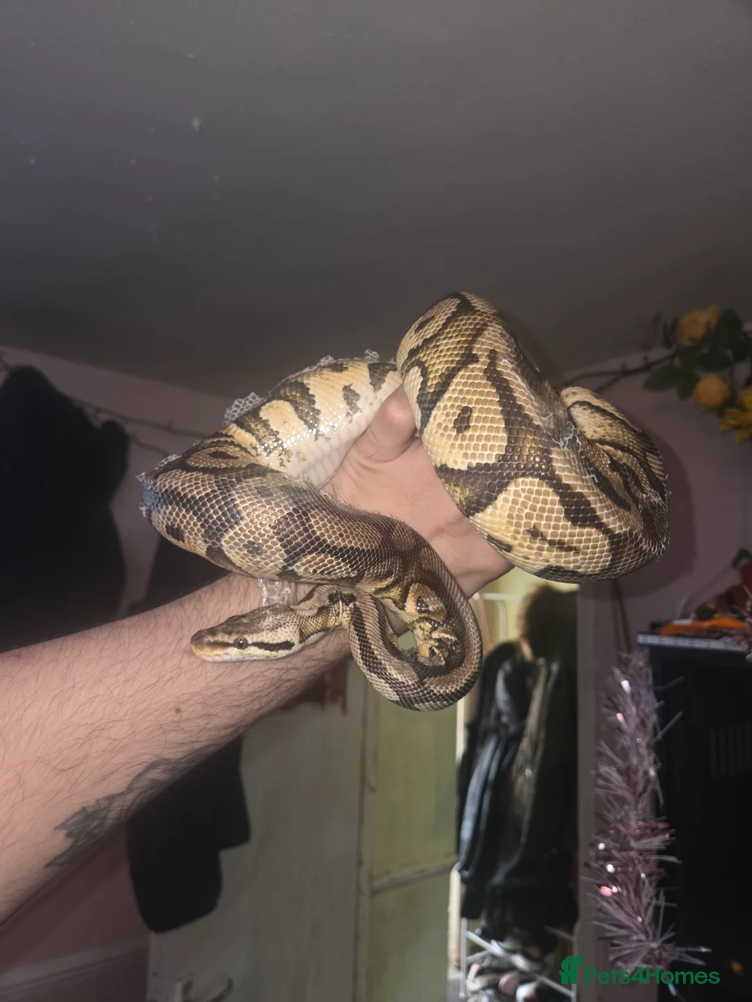 Python Snake reptiles for sale: 3 female royal pythons All 3 for 160 today only! - Advert 6