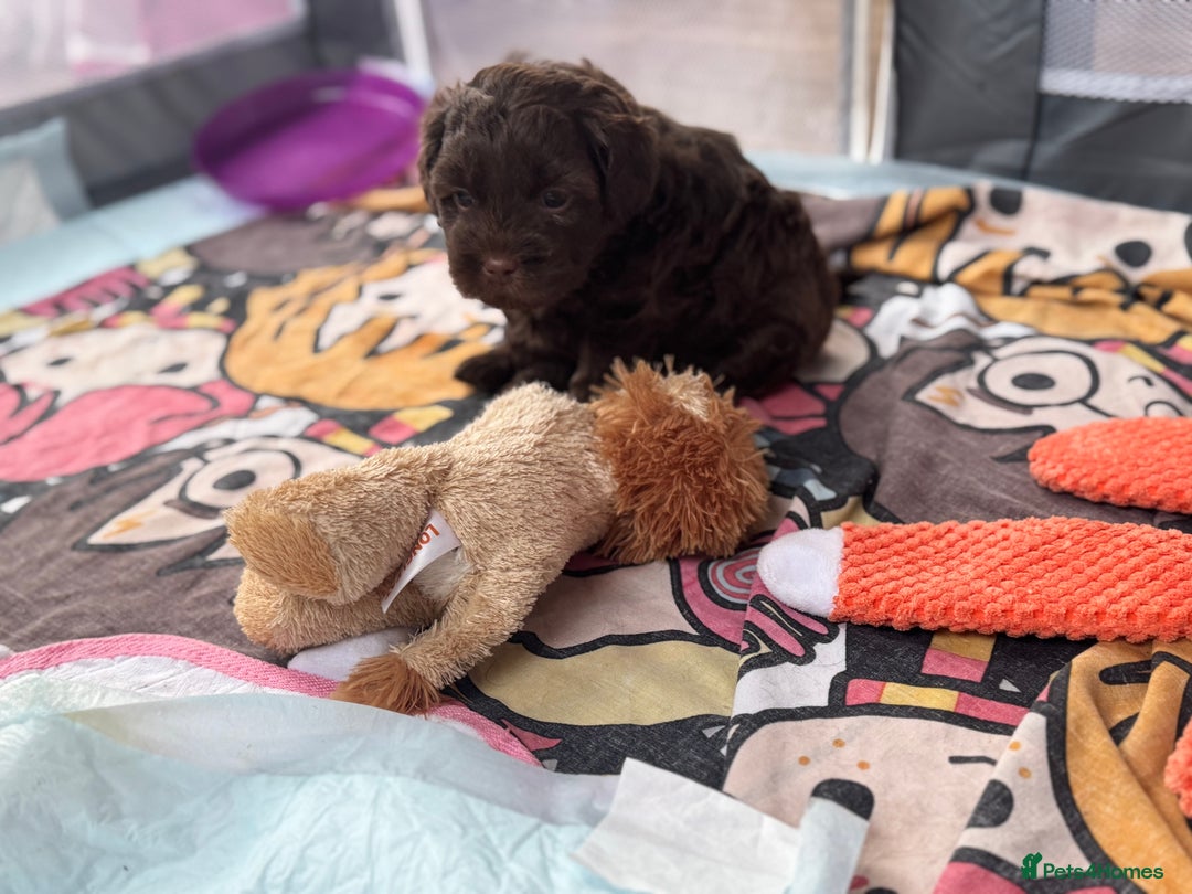 Shihpoo dogs for sale: Outstanding Shihpoo puppies - Image 15
