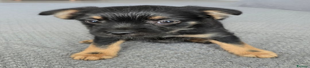 Mixed Breed Puppy 10