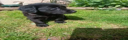 Mixed Breed dogs for sale: Lab quarter collie pups in Kingsbridge - Advert 6