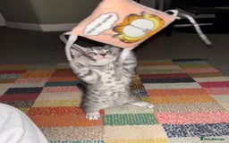 Bengal cats for sale: Half Bengal Kittens - Image 2