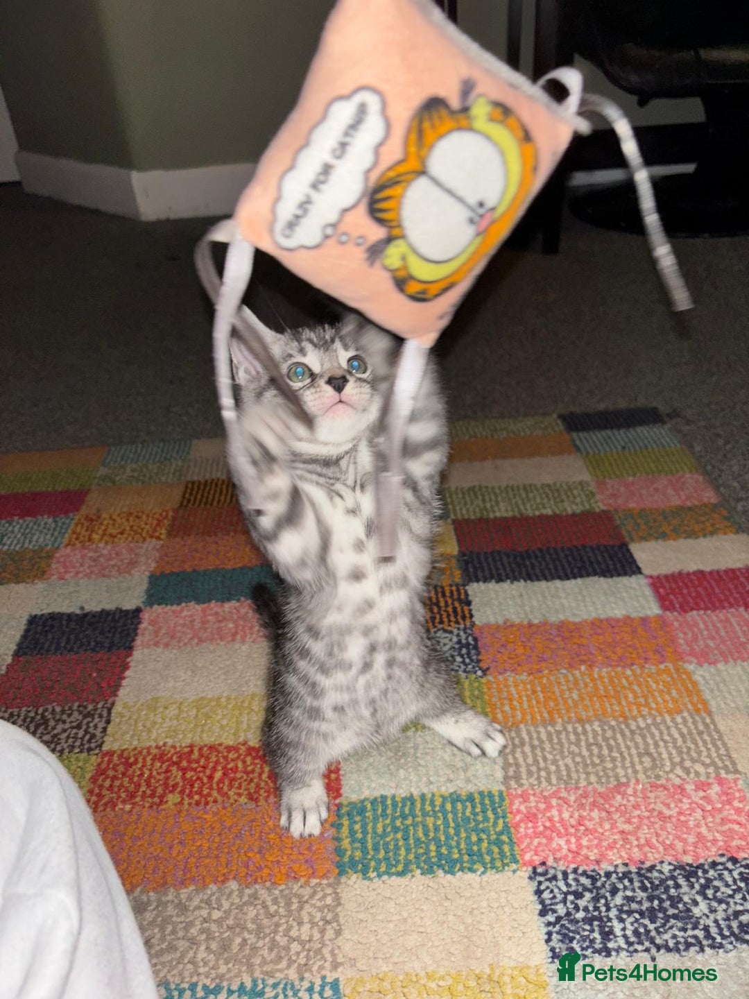 Bengal cats for sale: Half Bengal Kittens - Image 2