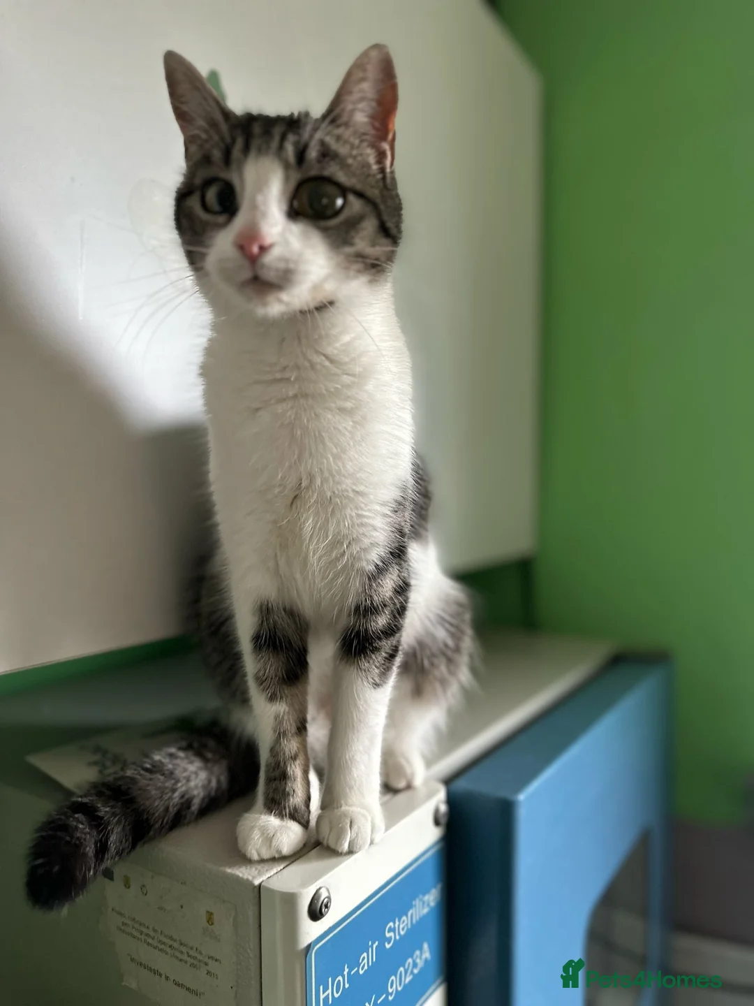 Mixed Breed cats for adoption: 🐾MALINA- a superb young girl, for a Loving Home🐾 - Advert 2