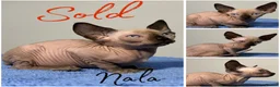 Sphynx cats for sale: Canadian Sphynx TICA REG  - Advert 2