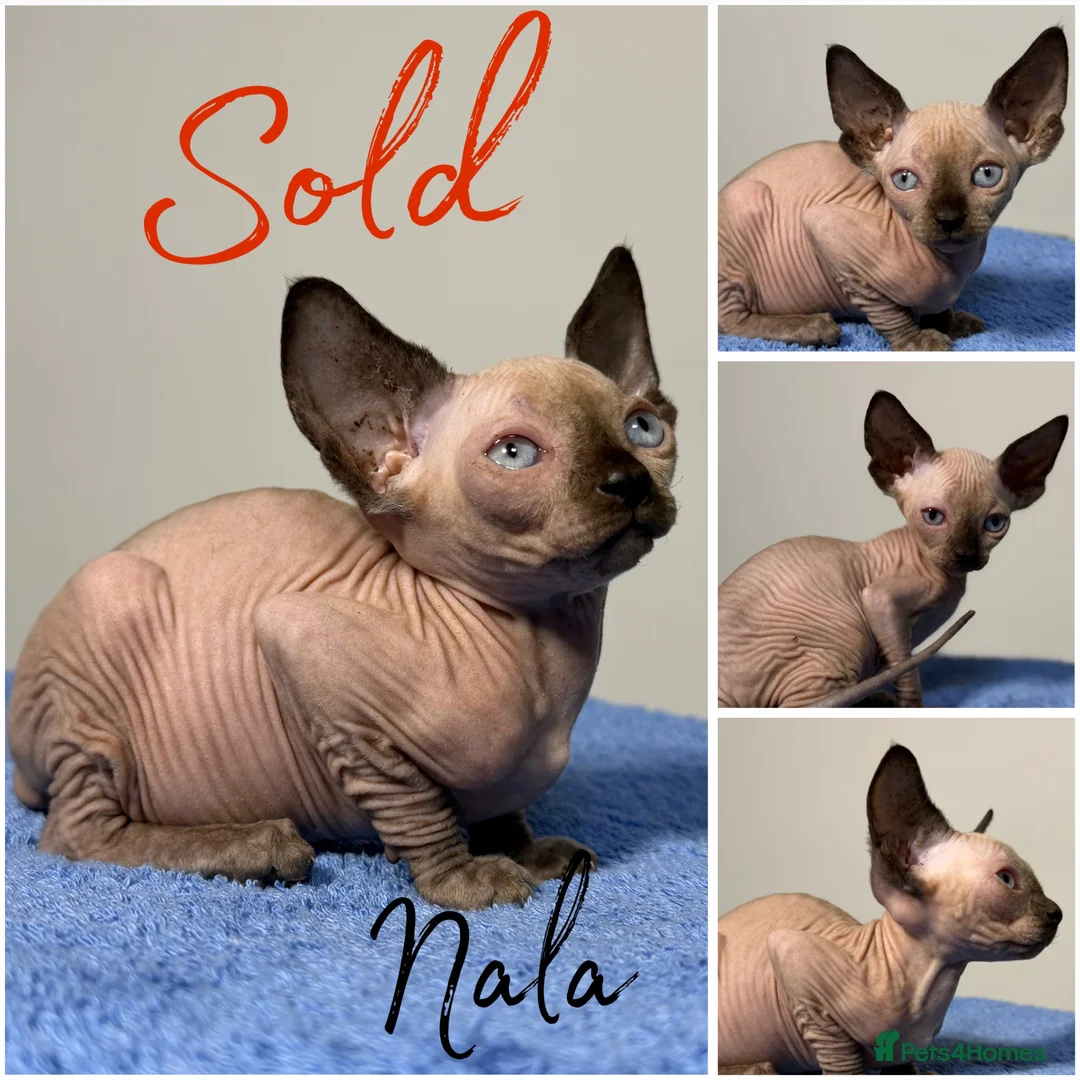 Sphynx cats for sale: Canadian Sphynx TICA REG  - Advert 2