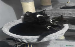 Mixed Breed cats for sale: Beautiful female fluffy kitten  - Image 5