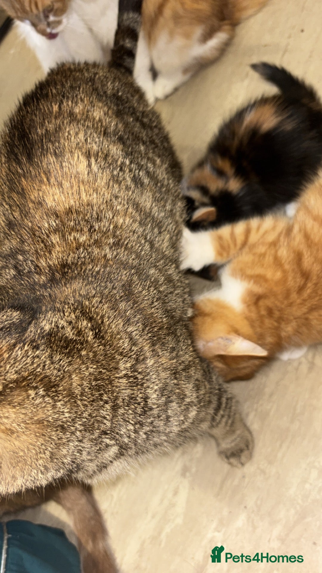 Mixed Breed cats for sale: 12 beautiful kittens for sale - Advert 1