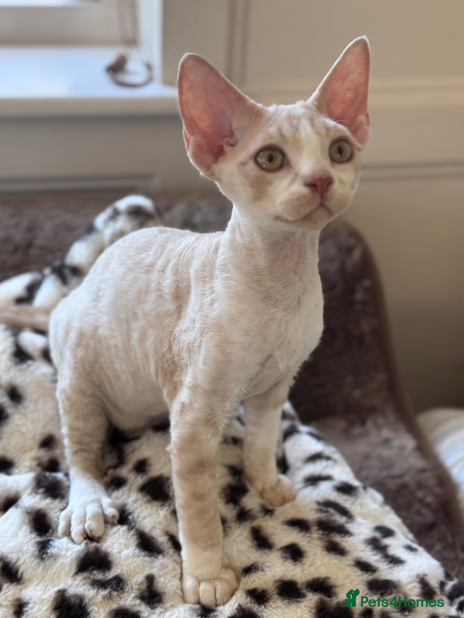Devon Rex cats Fantastic pedigree Devon Rex Boy - Advert 6