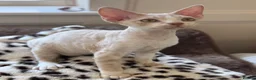 Devon Rex cats for sale: Fantastic pedigree Devon Rex kittens  - Advert 2