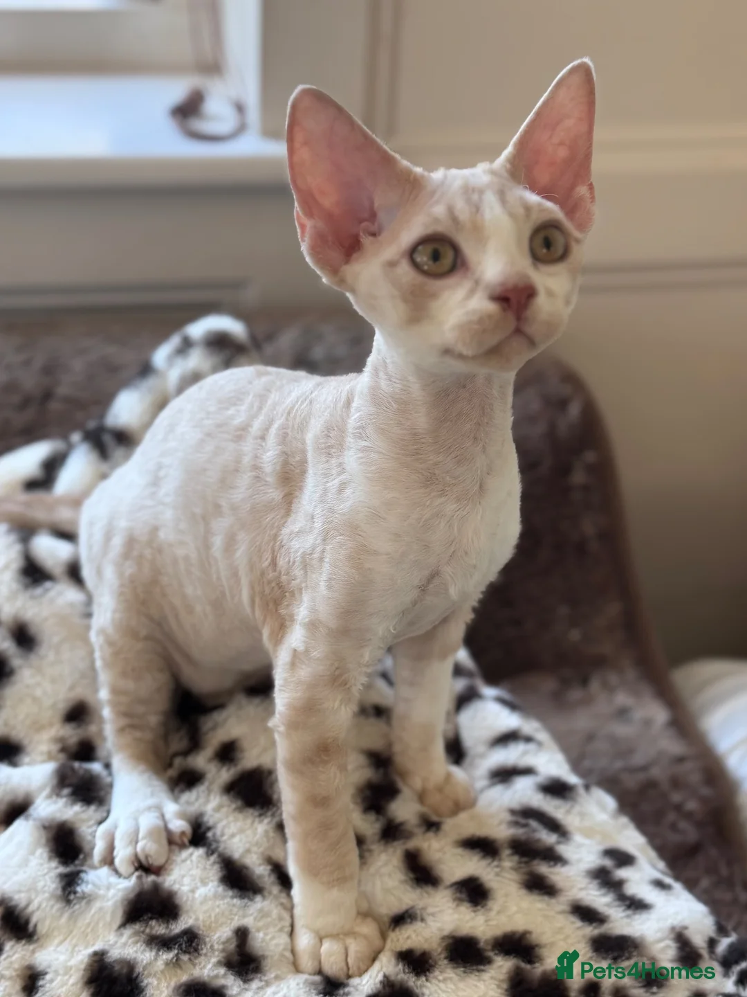 Devon Rex cats for sale: Fantastic pedigree Devon Rex kittens  - Advert 2