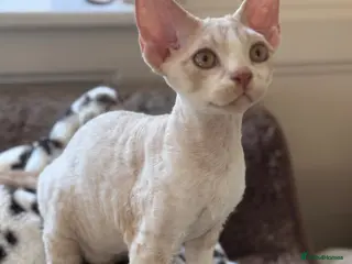 Devon Rex cats Fantastic pedigree Devon Rex Boy - Advert 2