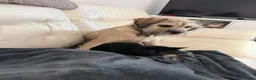 Mixed Breed dogs for sale: Sweet Rocco looking for new home - Advert 13
